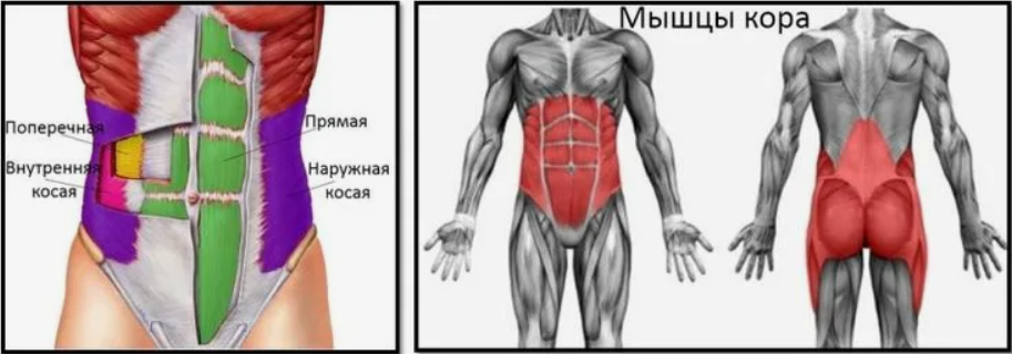 [Александр Волоткевич] Мышцы кора, выстраивание гр_0.png